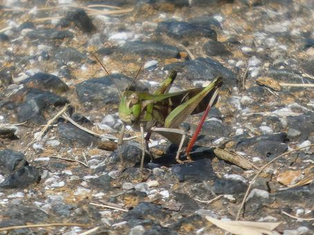 トノサマバッタ トノサマバッタの写真