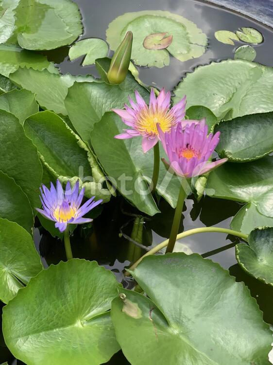 旅の途中で見つけた綺麗な花 自然,葉,蓮の写真素材