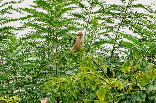 モズの若鳥⑷ モズの若鳥⑷の写真