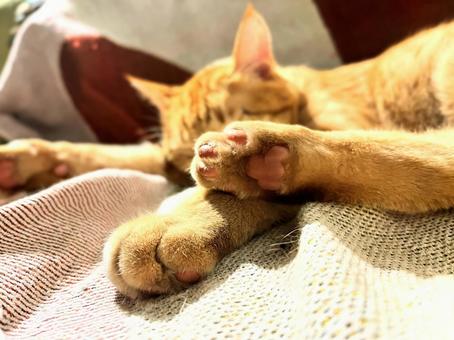 猫の肉球 猫,ネコ,ペットの写真素材