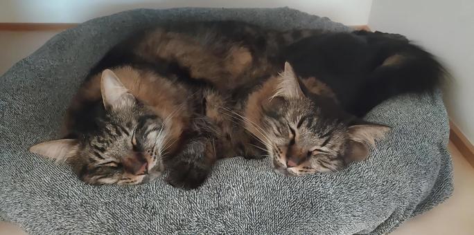 きょうだい猫 きょうだい猫 猫,ねこ,昼寝の写真素材