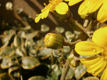 冬のはじまり　つわぶき つわぶき,ツワブキ,しずくの写真素材