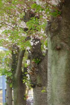 桜の季節の写真