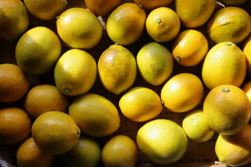 マイヤーレモン マイヤーレモン,レモン,柑橘系の写真素材