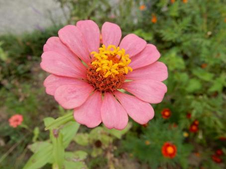 【花の写真】 ヒャクニチソウ（百日草）の写真