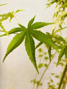 青葉のかっこいいもみじ　 もみじ,青葉,かっこいいの写真素材