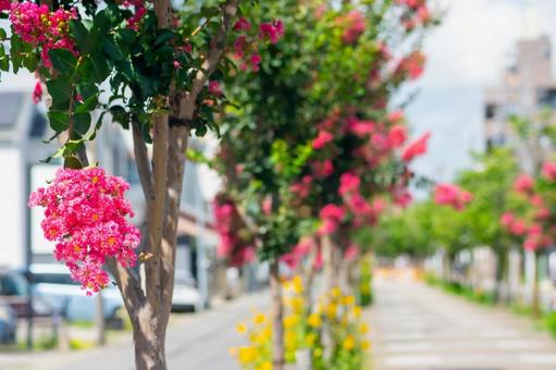 夏の草花 百日紅7 夏の草花 百日紅7の写真