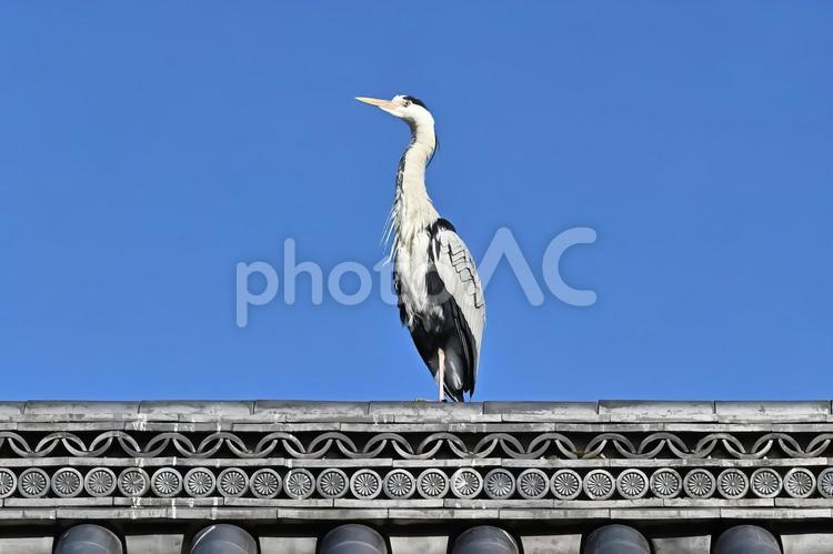アオサギ アオサギ,サギ,鳥の写真素材