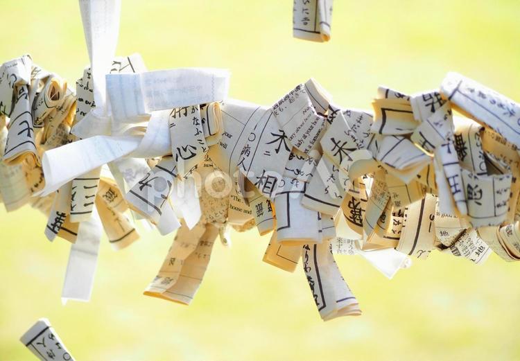 結ばれたいっぱいのおみくじ 神社 祈り おみくじ,お御籤,御神籤の写真素材