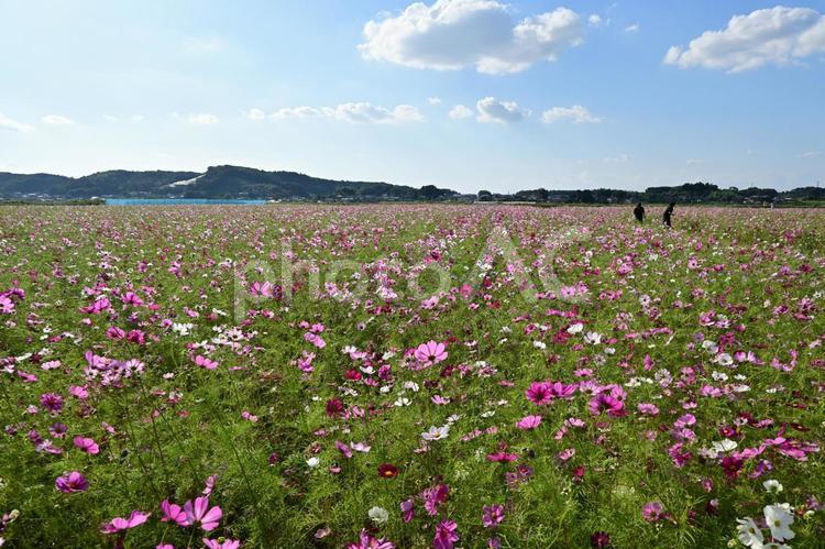 青空と白い雲とコスモス畑 コスモス,背景,秋の写真素材