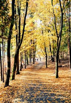 紅葉 1 秋,紅葉,枯葉の写真素材