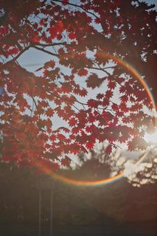 エモエモ紅葉 エモエモ紅葉 紅葉,季節,エモイの写真素材