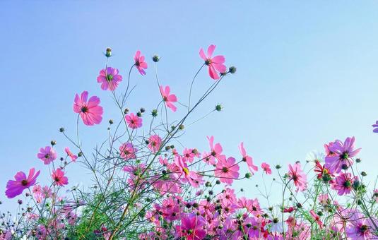 ピンクの秋桜の花と青空 ピンクの秋桜の花と青空の写真