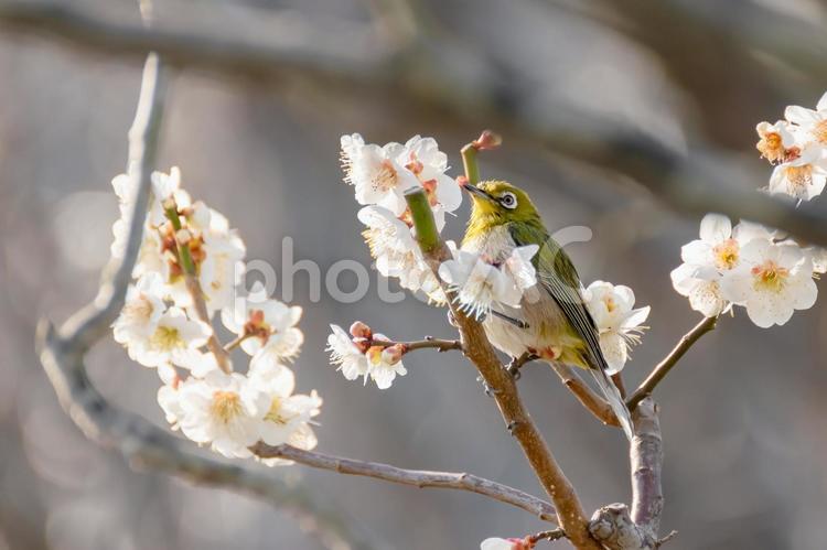 メジロと白い梅の花 メジロ,鳥,梅の写真素材