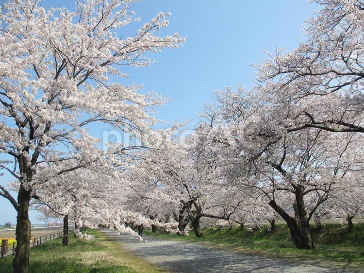 桜並木 桜,さくら,サクラの写真素材