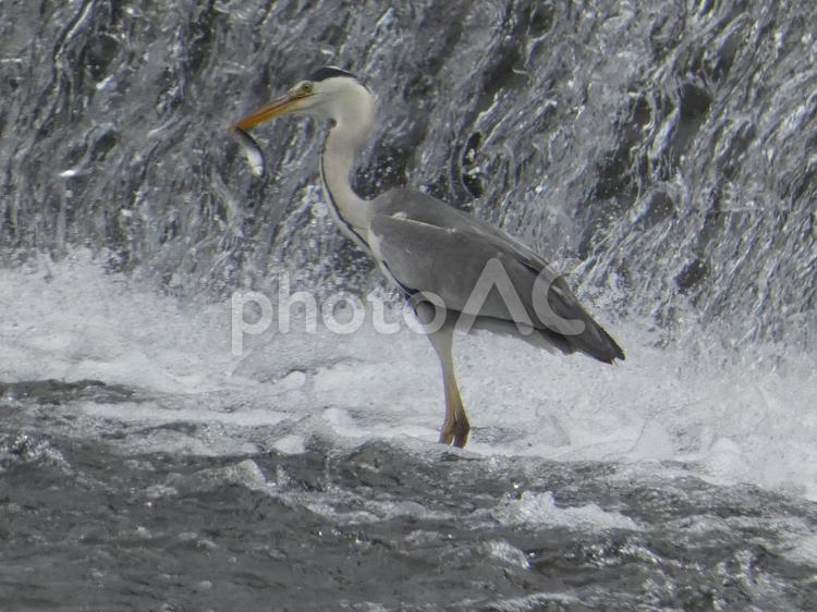 魚を掴み揚げたアオサギ 鳥,野鳥,アオサギの写真素材