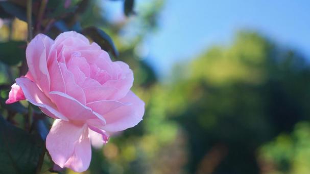 バラ園-745の写真