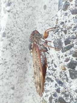 アブラゼミ アブラゼミ アブラゼミ,蝉,虫の写真素材