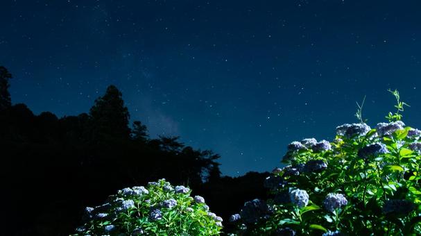 あじさい揺れる星夜 あじさい揺れる星夜の写真