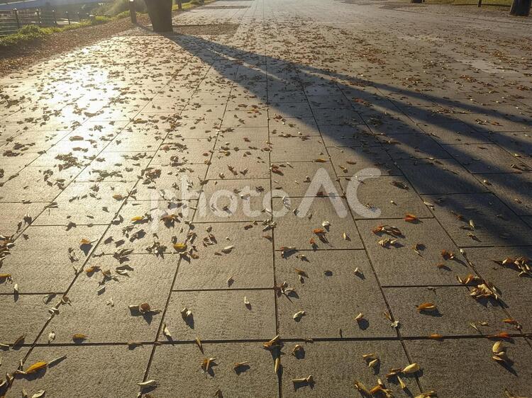 木枯らし 木枯らし,枯れ葉,落ち葉の写真素材