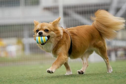 ドッグランでオモチャを咥えて歩くワンコ ドッグランでオモチャを咥えて歩くワンコ 犬,ミックス犬,いぬの写真素材