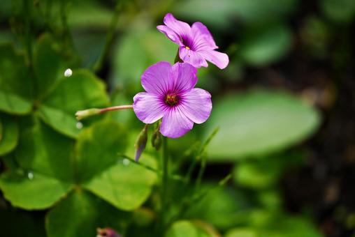 イモカタバミの花 イモカタバミの花の写真
