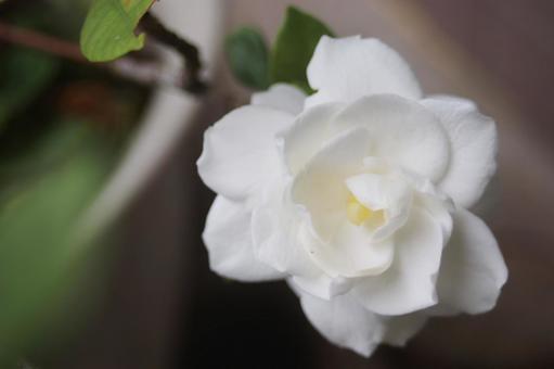 クチナシの白い花 クチナシの白い花の写真