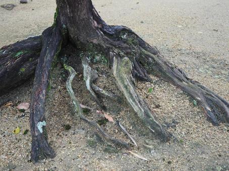 木の根っこ 昼,木,根の写真素材