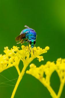 オオセイボウ⑶ オオセイボウ⑶ 蜂,オオセイボウ,宝石蜂の写真素材