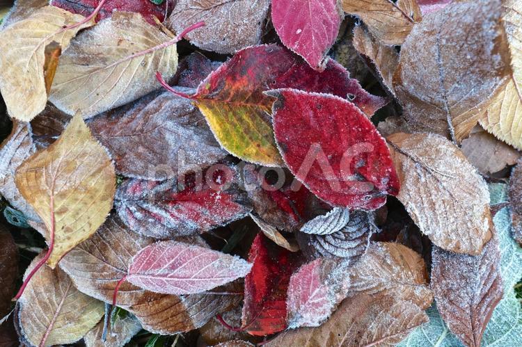明け方に霜のおりた桜などの落ち葉 冬,寒い,霜の写真素材