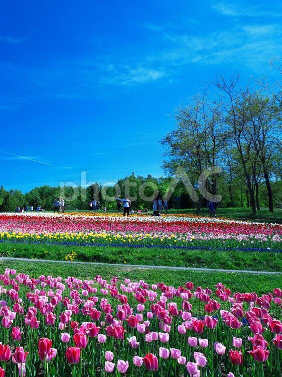 滝野すずらん公園のお花畑 チューリップ,花,晴れの写真素材