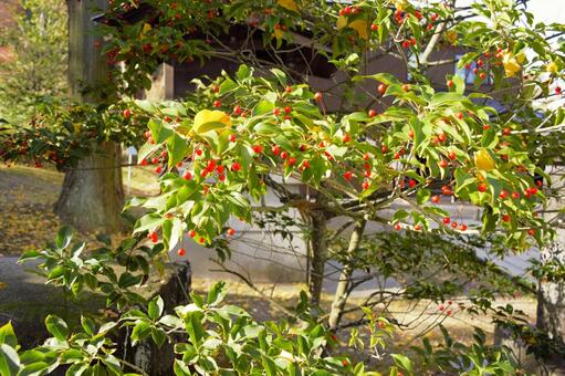 ソヨゴの赤い実　1 ソヨゴ,モチノキ科,赤い実の写真素材