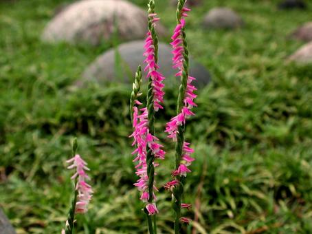 Photo, weed, blooming landscape, kaho, 