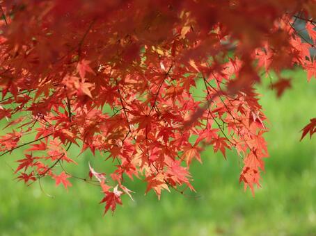 真っ赤に色づいた紅葉 真っ赤に色づいた紅葉の写真