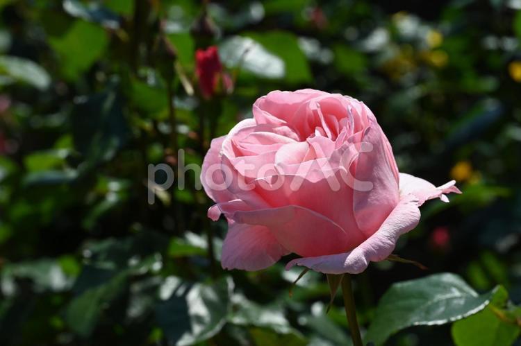 前橋バラ園で撮ったピンクの薔薇 バラ,薔薇,ばらの写真素材