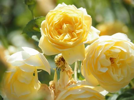 薔薇 薔薇の写真