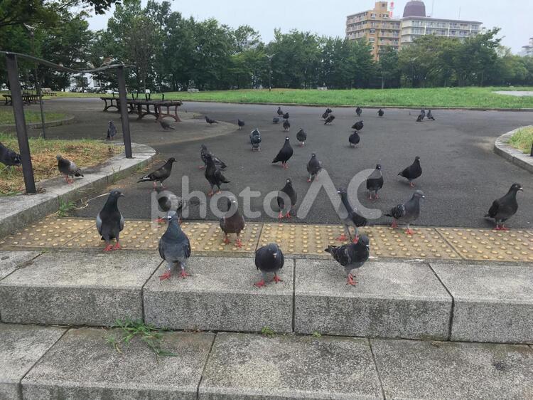 ハトの群れ2 ハト,鳩,群れの写真素材