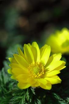 Flowers that bring happiness Flowers that bring happiness
