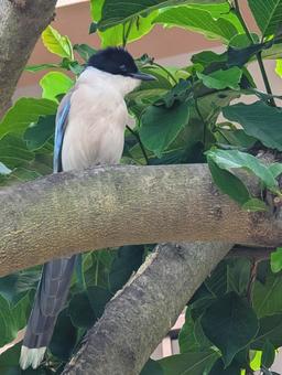 オナガ オナガ オナガ,野鳥,鳥の写真素材