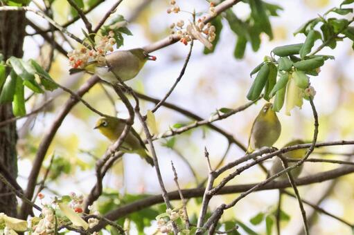 メジロのお食事 メジロ,鳥,バードウォッチングの写真素材