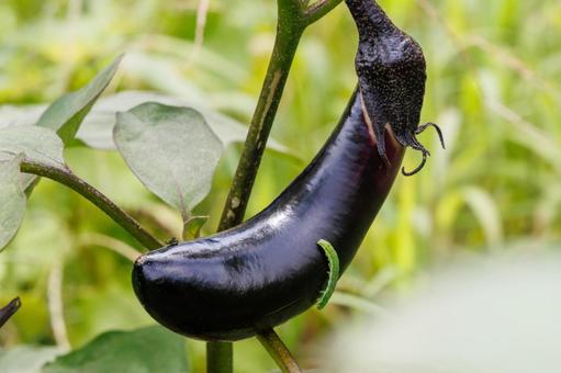 家庭菜園で食べ頃に育った茄子 家庭菜園で食べ頃に育った茄子の写真