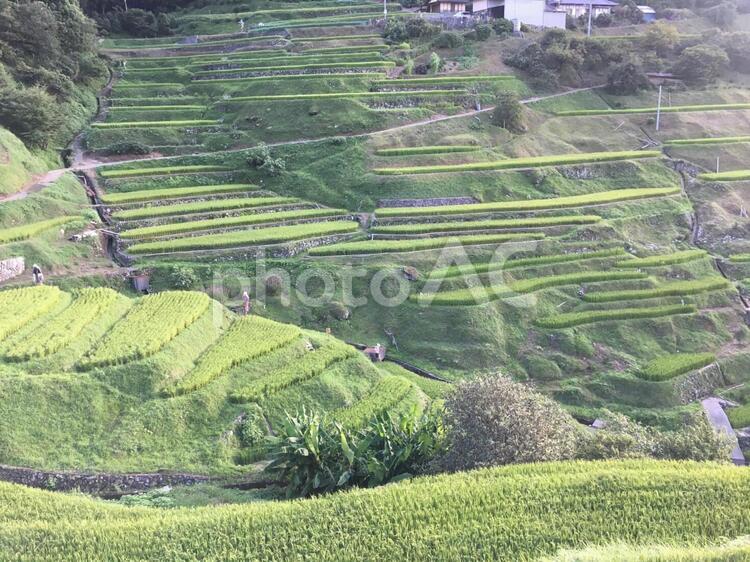 棚田の風景 棚田,田んぼ,田舎の写真素材
