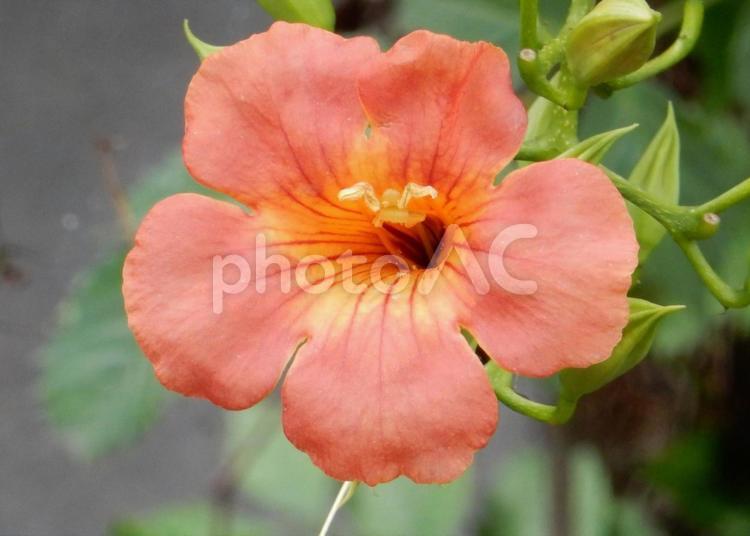 【花の写真】ノウゼンカズラ（凌霄花） ノウゼンカズラ,凌霄花,自然の写真素材