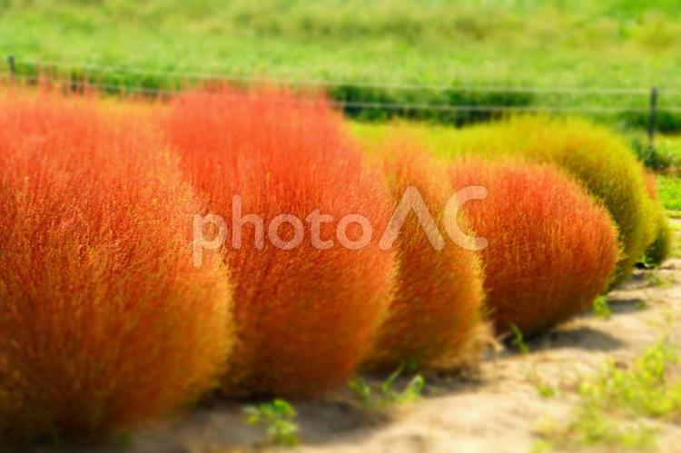 鮮やかなコキアの赤 コキア,赤,鮮やかの写真素材