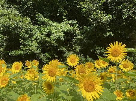 山の木々とひまわり 山の木々とひまわり 花,ヒマワリ,植物の写真素材