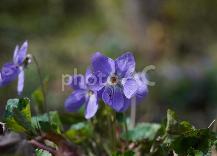 スミレ（野生種） スミレ,花,植物の写真素材