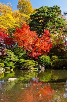 もみじ公園の秋⑻ 秋,紅葉,モミジの写真素材