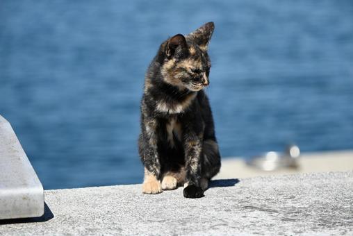 瀬戸内海と猫 瀬戸内海と猫 猫,動物,外の写真素材