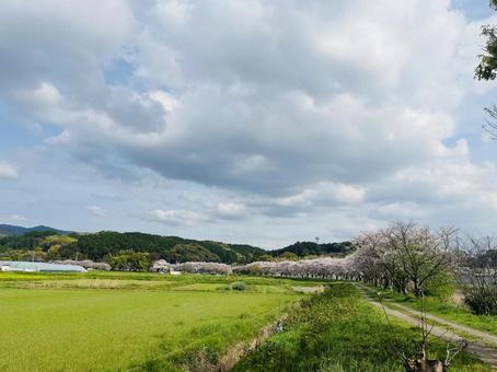 春 春 春,桜,桜並木の写真素材