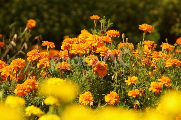 黄色とオレンジ色のマリーゴールドの花 マリーゴールド,花,秋の写真素材